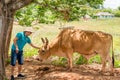 VINALES, CUBA - MAY 13, 2017: A man in a hat strokes a Cuban bull. Copy space for text.