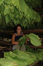 Cuban tabacco farmer woman in the middle of her plants