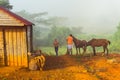 Vinales town in Cuba, horses ranch