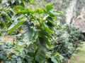 Coffee plant coffea arabica growing in Cuba