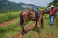 Vinales Valley, Cuba - September 24, 2015: Local cowboy prepare Royalty Free Stock Photo