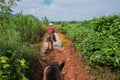 Vinales Valley, Cuba - September 24, 2015: Local cuban coutrysi