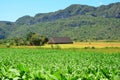 Vinales valley, tobacco field, Cuba