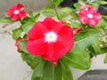 vinca de madagascar, teresita, good afternoon, flower of delicate color