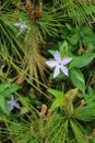 Vinca difformis Royalty Free Stock Photo