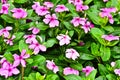 Vinca flower