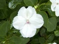 Vinca flower, Madagascar periwinkle