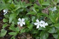 Vinca flower, periwinkle , white color.Lesser Periwinkle - Vinca minor White form of creeping flower