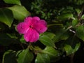 Vinca Flower- pink color Royalty Free Stock Photo