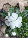 Vinca flower. White beautyfull flower with dew splash background Royalty Free Stock Photo
