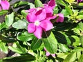 Vinca is a flowering plant, it is often used as a ground cover in landscape gardens and container gardens.