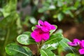 Vinca flowers