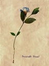 Vinca in herbarium