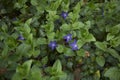 Vinca major in bloom