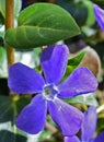 Vinca major