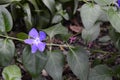 Vinca major - dark leaves Royalty Free Stock Photo