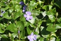 Vinca major flowers