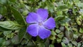 Vinca major Royalty Free Stock Photo