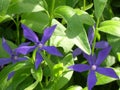 Vinca major ssp. hirsuta, or big Periwinkle with indigo blue petals Royalty Free Stock Photo
