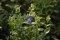 Vinca major var. variegata