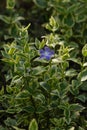 Vinca major var. variegata