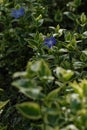 Vinca major var. variegata