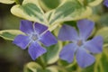 Vinca major var. variegata