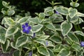 Vinca major Variegata