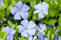 Vinca minor