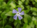 Vinca Minor aka Periwinkle found at Sandy Creek Royalty Free Stock Photo