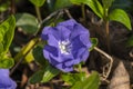 Vinca minor `Azurea Flore Pleno Royalty Free Stock Photo