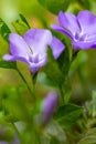 Vinca minor, common names lesser periwinkle or dwarf periwinkle in Botanical Garden Royalty Free Stock Photo