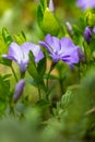 Vinca minor, common names lesser periwinkle or dwarf periwinkle in Botanical Garden Royalty Free Stock Photo