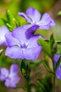 Vinca minor, common names lesser periwinkle or dwarf periwinkle in Botanical Garden Royalty Free Stock Photo