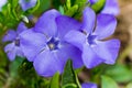 Vinca minor, common names lesser periwinkle or dwarf periwinkle in Botanical Garden Royalty Free Stock Photo