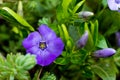 Vinca minor, common names lesser periwinkle or dwarf periwinkle in Botanical Garden Royalty Free Stock Photo