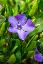 Vinca minor, common names lesser periwinkle or dwarf periwinkle in Botanical Garden Royalty Free Stock Photo