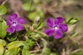 Vinca minor common names lesser periwinkle, dwarf periwinkle, small periwinkle, common periwinkle is a species of Royalty Free Stock Photo