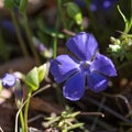 Vinca minor common names lesser periwinkle, dwarf periwinkle, small periwinkle, common periwinkle is a species of Royalty Free Stock Photo