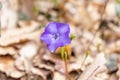 Vinca minor. Periwinkle, dwarf periwinkle, small periwinkle, common periwinkle. Is a species of flowering plant native Royalty Free Stock Photo