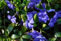 Vinca minor common names lesser periwinkle, dwarf periwinkle, small periwinkle, common periwinkle Royalty Free Stock Photo