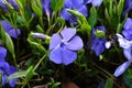 Vinca minor common names lesser periwinkle, dwarf periwinkle, small periwinkle, common periwinkle Royalty Free Stock Photo