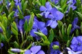 Vinca minor common names lesser periwinkle, dwarf periwinkle, small periwinkle, common periwinkle Royalty Free Stock Photo