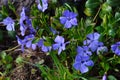 Vinca minor common names lesser periwinkle, dwarf periwinkle, small periwinkle, common periwinkle Royalty Free Stock Photo