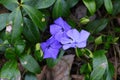 Vinca minor common names lesser periwinkle, dwarf periwinkle, small periwinkle, common periwinkle Royalty Free Stock Photo