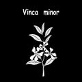 Vinca minor flower myrtle dwarf periwinkle vector drawing tattoo Royalty Free Stock Photo