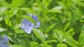 Vinca minor flower natural background. Blue flowers of periwinkle or vinca minor swinging in the wind. Close up. Royalty Free Stock Photo