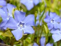 Vinca Minor flowers Royalty Free Stock Photo