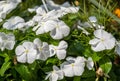 Vinca minor flowers grown in greenhouse Royalty Free Stock Photo