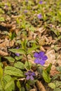 Vinca minor L. Royalty Free Stock Photo